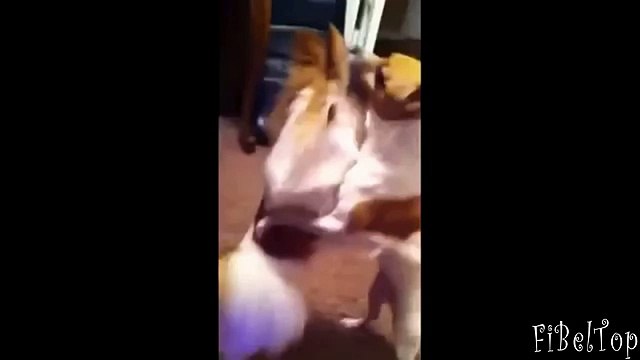 Смешные собаки. Собаки смешно танцуют