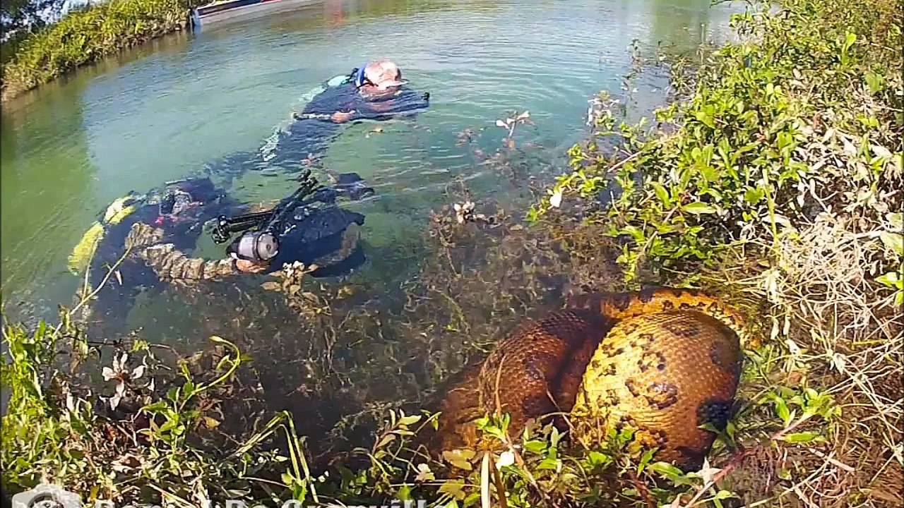 Giant Anaconda - Part 11