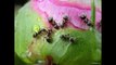 Что делают муравьи. Развивающее видео про муравьёв для малышей.