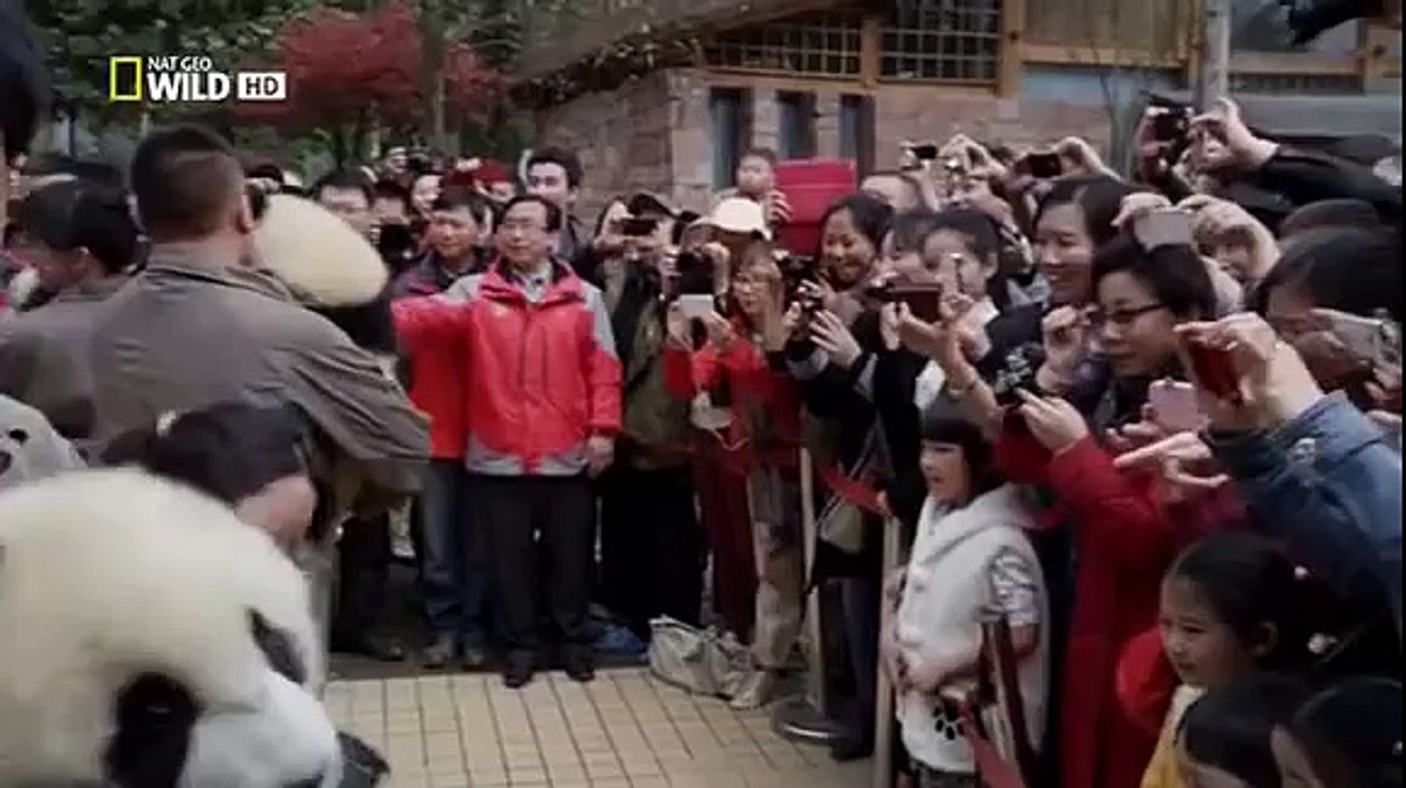 Life of Giant Pandas Full Documentary