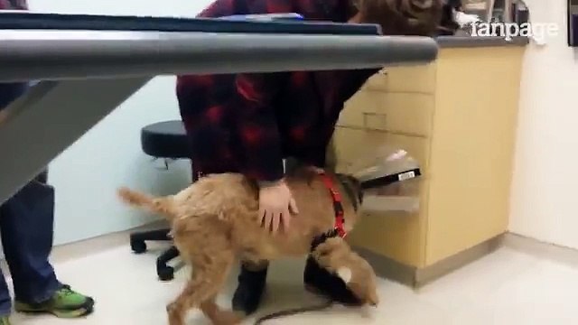 Cane cieco torna a vedere e la sua reazione è incredibile!!!