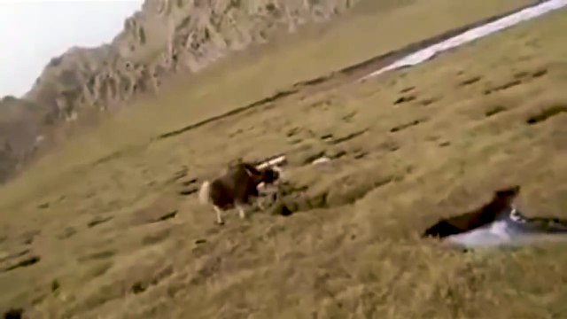 Снежный барс напал на быка яка (Snow leopard attacks bull yak)