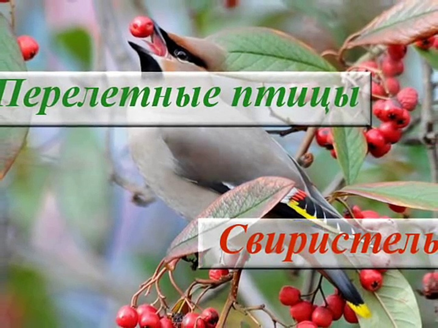 ⁣Перелетная птица Свиристель ♪ Фото ♪ Описание ♪ Пение