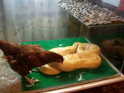 Питон против курицы