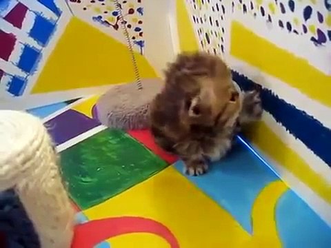 Офигенные КОТЯТА!!! Маленькие пушистые персидские котята!!!