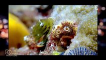 A la découverte des récifs coralliens - Folie Passagère17/02/2016