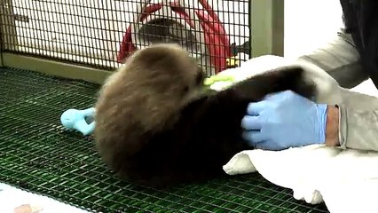 Sea Otter Rescued by Monterey Bay Aquarium Finds Home at Shedd Aquarium (no audio)