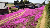 Il passe 2 ans à planter des fleurs pour que sa femme aveugle puisse profiter de leur parfum