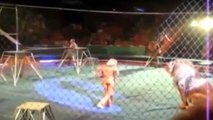 ANIMAL ATTACK : Lion attack human in circus- Lion attack Trainer