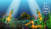 Leafy Sea Dragon Nursery Rhyme  Sea World Animal Songs & Nursery Rhymes For Children