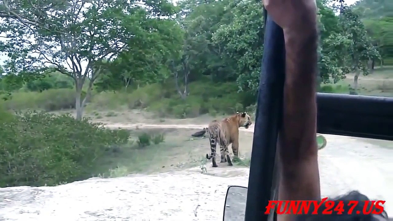 BEST Tiger vs Buffalo to death ☆ Animal Attack