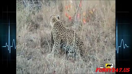 When Animals Attack Human A Live Compilation 2015 (+18)