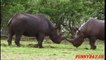 Elephant vs Rhino Fighting Real Life Animal attack