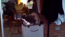 Komik ve Sevimli Kedilerin Karışık Videoları Mayıs 2015