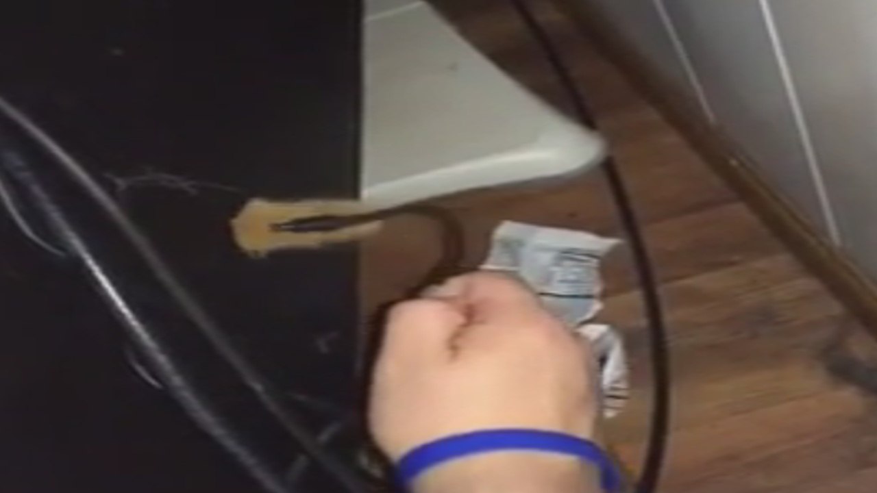 Pídele ayuda a tu gato si quieres hacer un buen trabajo