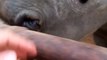 Vous n'avez probablement jamais entendu les cris étranges de bébés rhinocéros