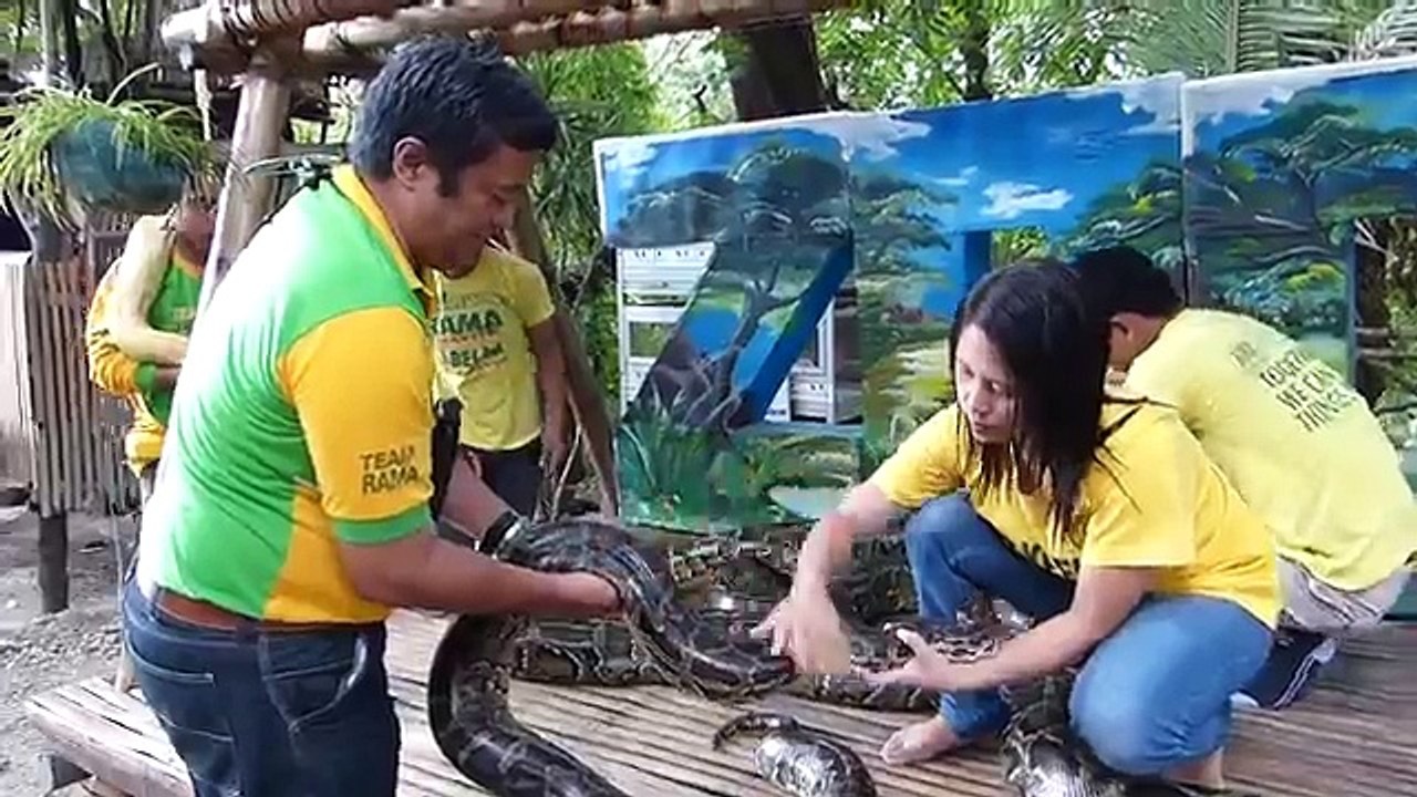 SNAKE (PYTHONS) MASSAGE COMES TO CEBU....TRAVEL, CULTURE, FUN..... -