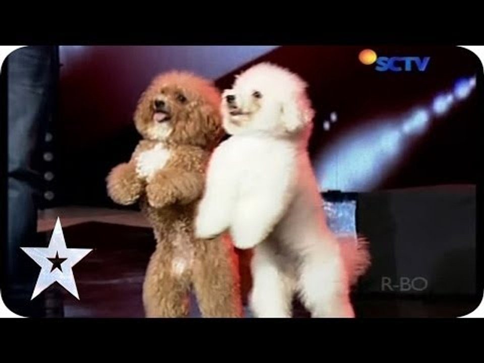 Such a Lovely Dog Acrobatic - Lovly Dog - AUDITION 5 - Indonesia's Got Talent [HD]