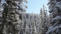 (Stock HD Nature Footage) Snowy Pine Tree Forest Slider in Sunlight With Falling Snow 1080p