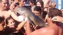 Baby dolphin dies after being paraded around beach by cruel idiots for photos