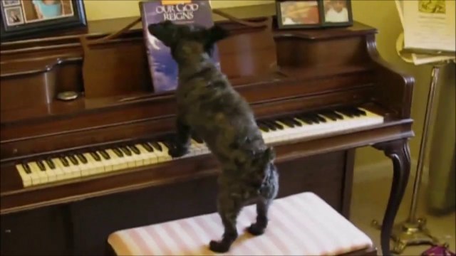 Des chiens mélomanes jouent du piano et chantent sur commande