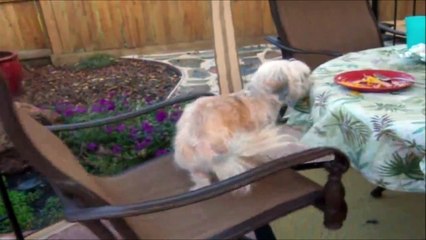 Ce chien a beaucoup de mal à chopper l'assiette...