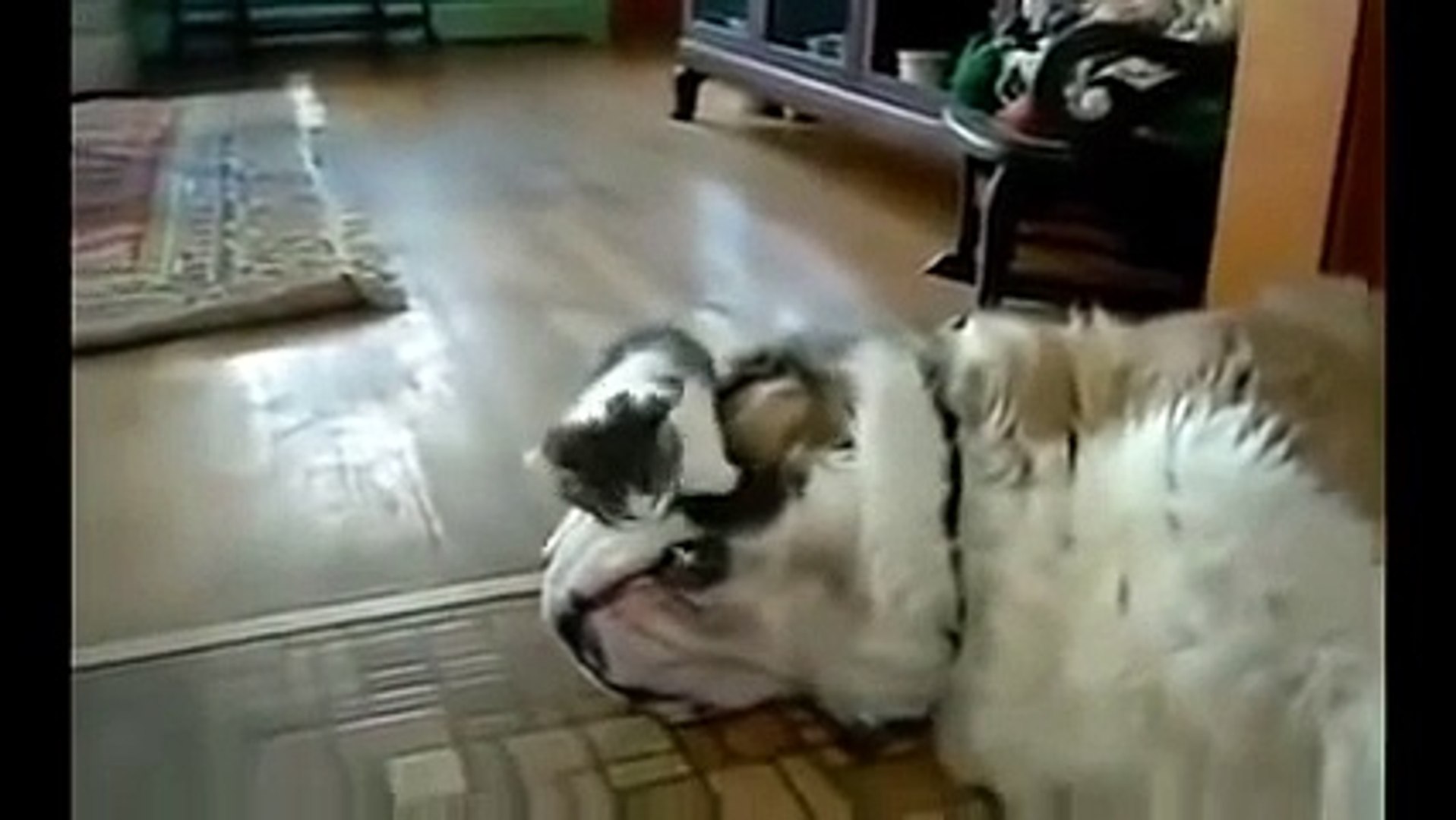 ⁣The Planets Funniest Animals 2014