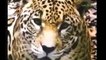 Leopard vs crocodile. Jaguar attack giant anaconda. Lion vs python. Real fight