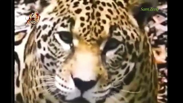 Leopard vs crocodile. Jaguar attack giant anaconda. Lion vs python. Real fight