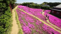 Husband spent 2 years planting Thousands Flowers for his Blind Wife too Smell them in their garden
