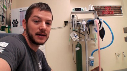 Blind puppy near death has his sight restored and life saved