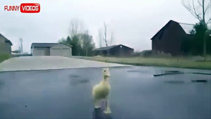 Cute Baby Duckling Follows Man!