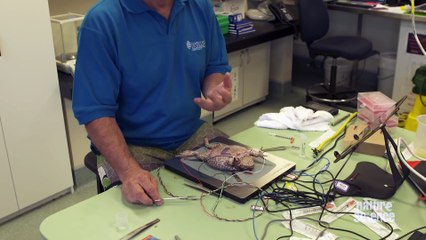 Man shows how Box Jellyfish venom can stop a heart on still-beating heart of a toad