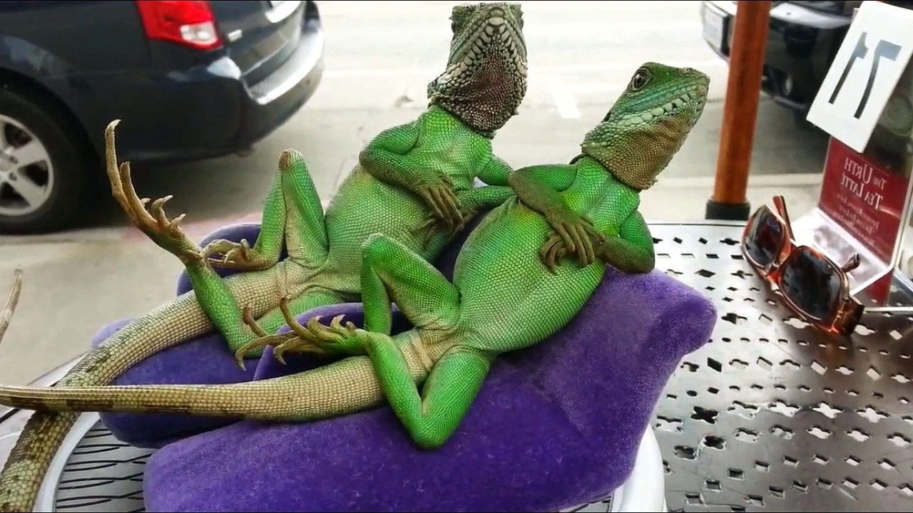 IGUANAS POSANDO SEXY!!--LIZARDS POSING SEXY!!