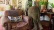 Adopted Baby Elephant wreaks Havoc at Home and it's hilarious!