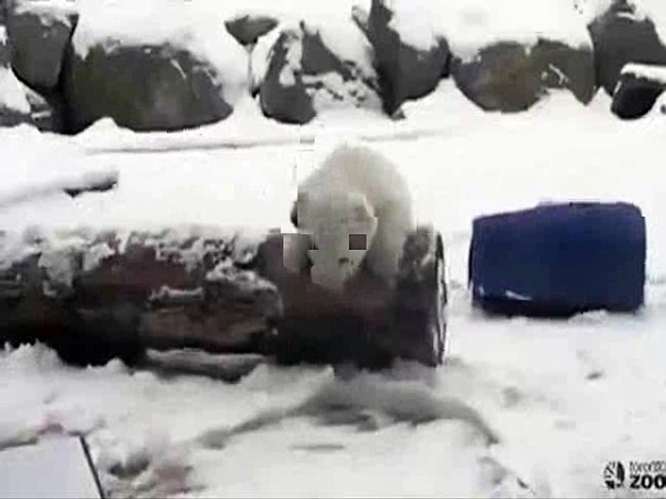 Toronto: Cet ourson polaire de 3 mois découvre la neige pour la première fois