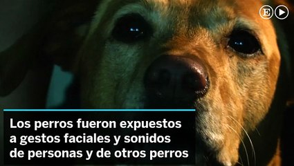 Tu perro reconoce las emociones