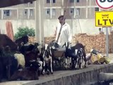 beating and selling goats