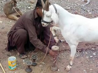 Goat and monkey show 3