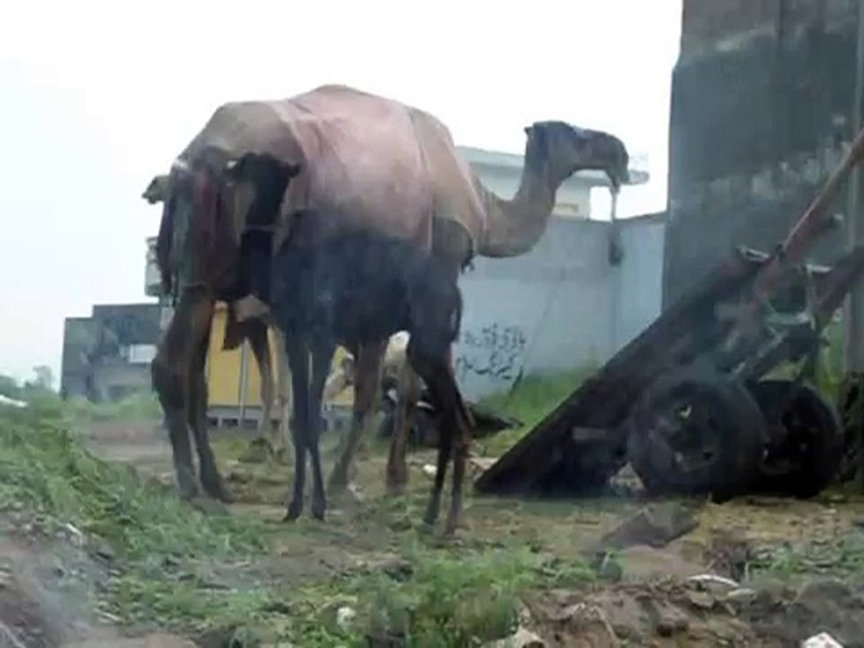 baby camel 2