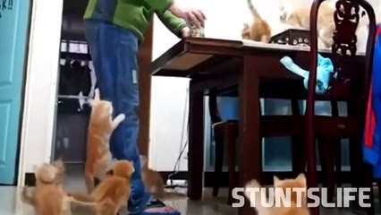 En Komik Kedilerin Videoları Karışık 2016