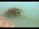 Piranha attacks human and fish |when animal attack 2016