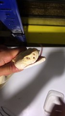 Rattle Snake Milking using your arm