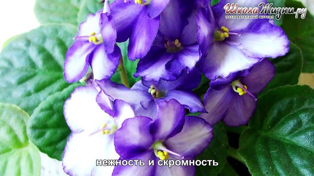 Как Домашние Растения Влияют на нашу Жизнь-