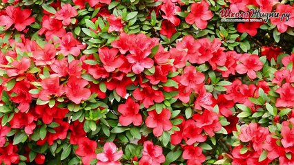 Как Сохранить Свежесть Срезанных Цветов- Секреты Стойкости Букетов