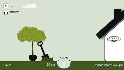 Слива. Инструкция по посадке. СадСвоимиРуками