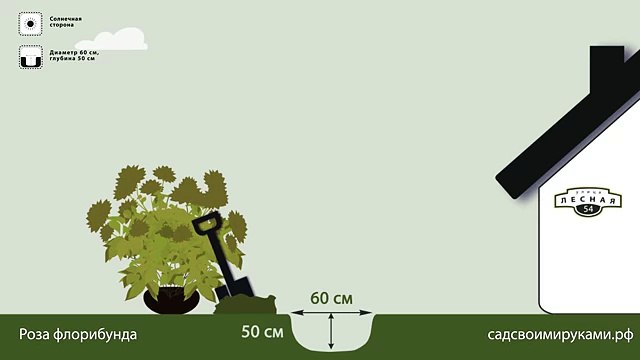 Роза флорибунда. Инструкция по посадке. СадСвоимиРуками