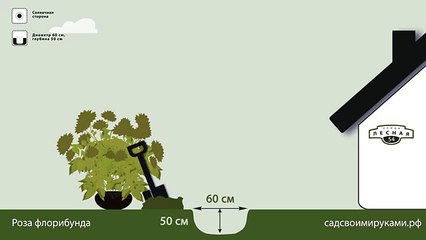 Роза флорибунда. Инструкция по посадке. СадСвоимиРуками