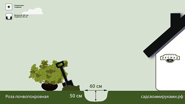 Роза почвопокровная. Инструкция по посадке. СадСвоимиРуками