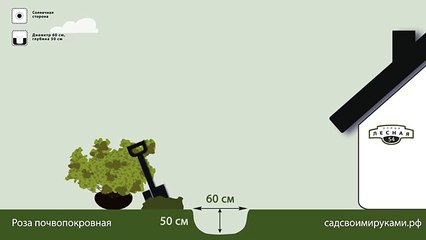 Роза почвопокровная. Инструкция по посадке. СадСвоимиРуками